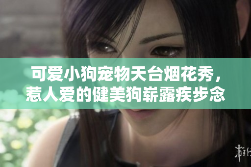 可爱小狗宠物天台烟花秀，惹人爱的健美狗崭露疾步念生活态度